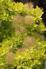 large-cotinuscoggoldenlady2l