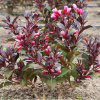 3542-2.jpg@webp