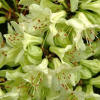 rododendron-gibridnyi-shemrok.jp