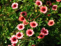 potentilla-nepalensis-miss-wilmott-©-wiki-1068x801