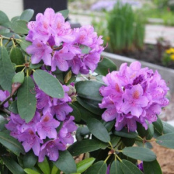 grandiflorum5