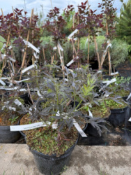 650349A6-250D-43E7-8BDC-AE069B45