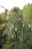 picea_abies_acrocona__32652